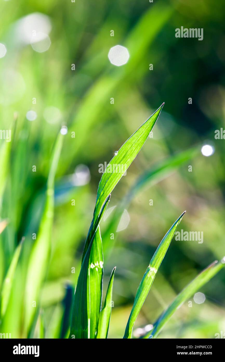 beautiful green grass in detail with dew drop Stock Photo - Alamy