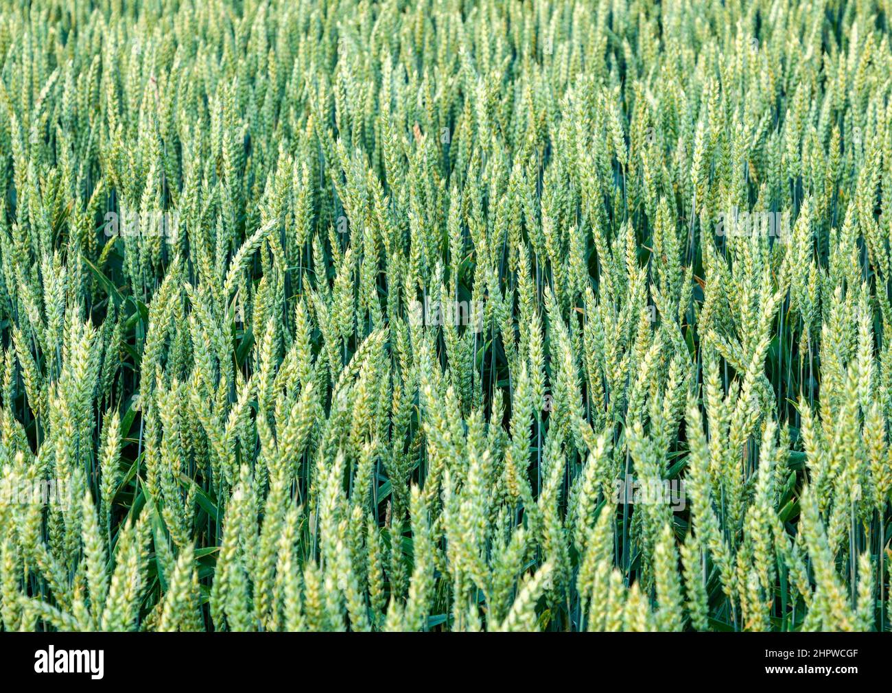 golden corn field with spica in detail Stock Photo - Alamy