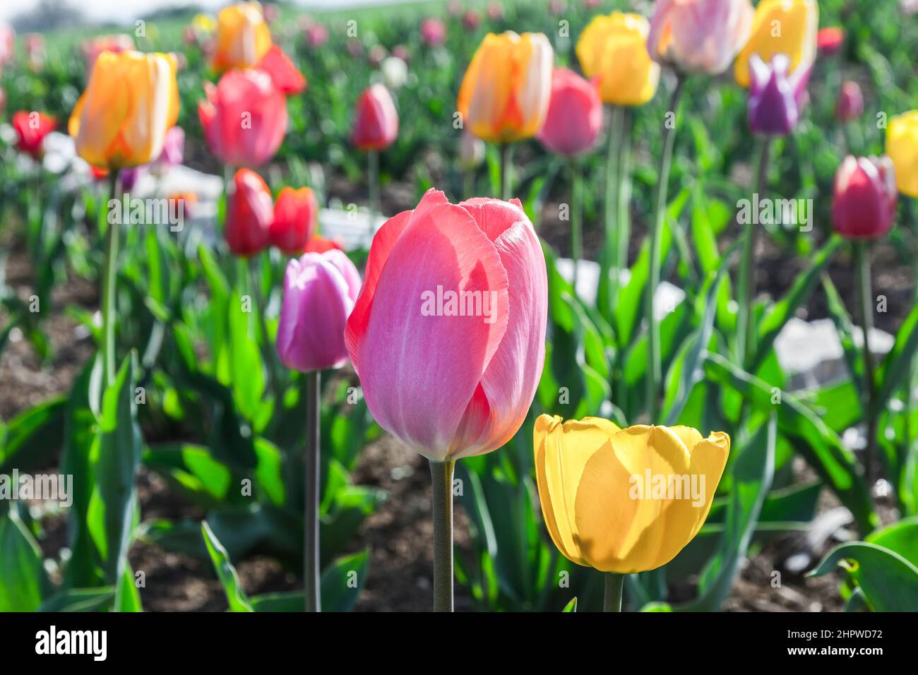Spring field with blooming colorful tulips Stock Photo - Alamy