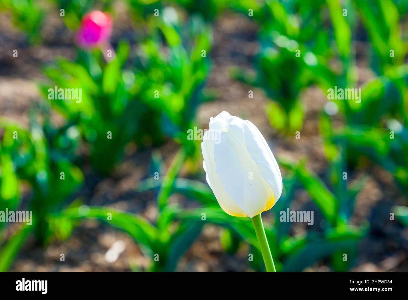 Spring field with many colorful blooming tulips Stock Photo - Alamy