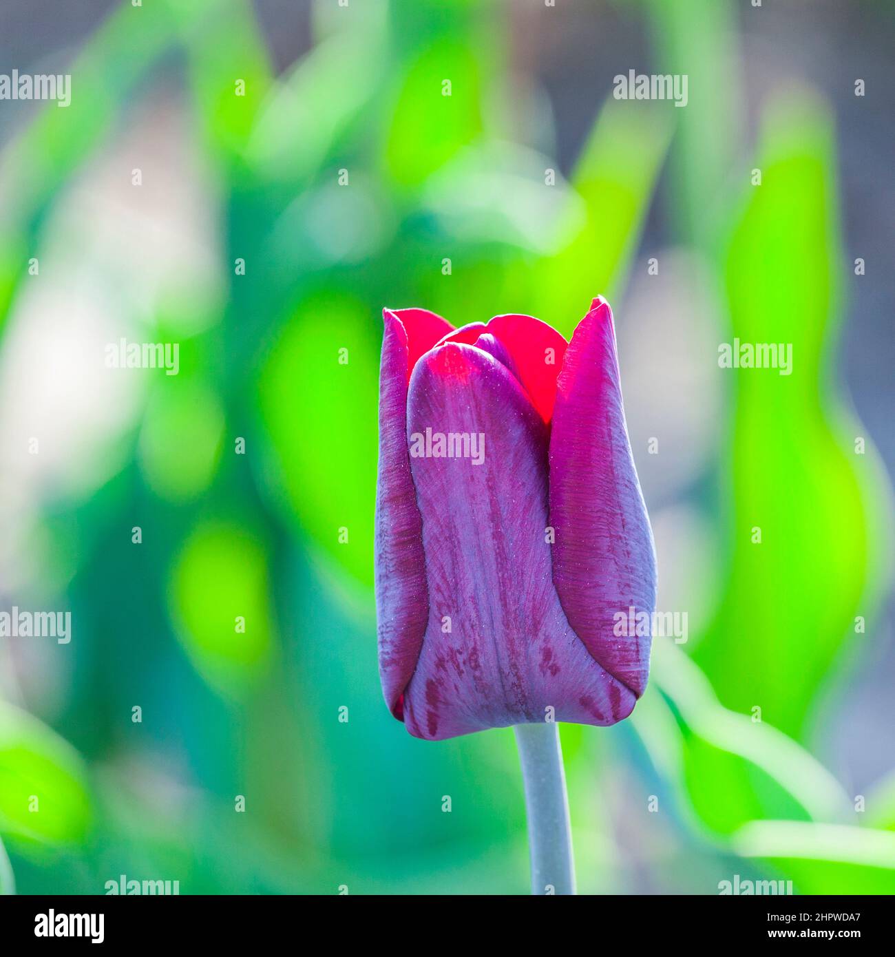 Spring field with blooming colorful tulips Stock Photo - Alamy