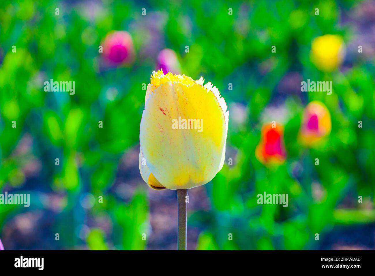 Spring field with blooming colorful tulips Stock Photo - Alamy