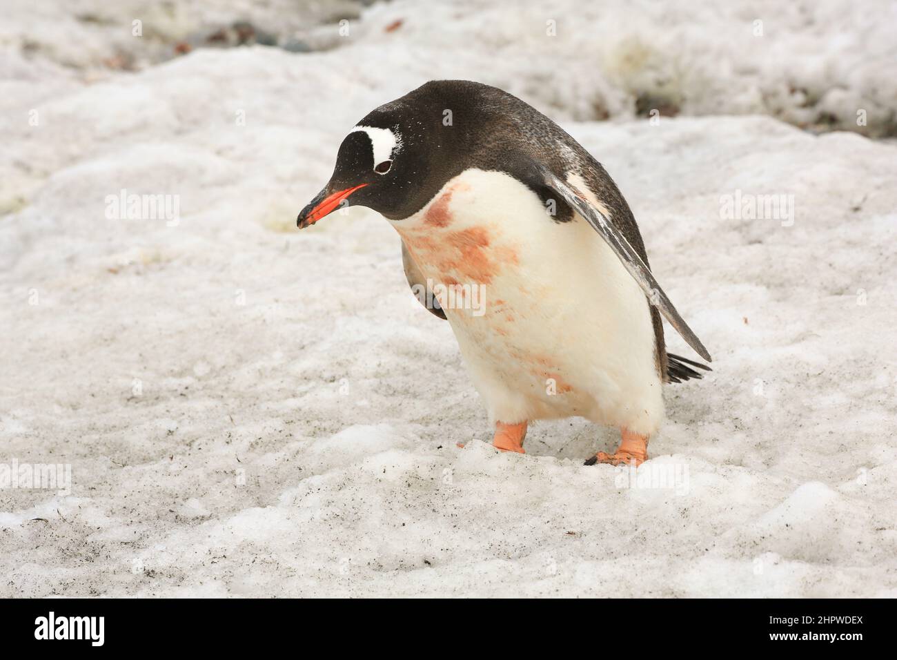 Gentoo penguin, soiled pink after feeding its young, is walking through the snow toward the water on Danco Island, Antarctica. Stock Photo