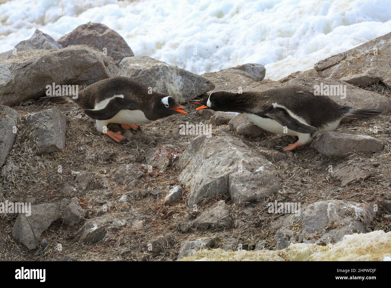 Two Gentoo penguins are selecting a nesting site on the coast of Neko Harbor, Antarctica (or saying I was here first!). Stock Photo