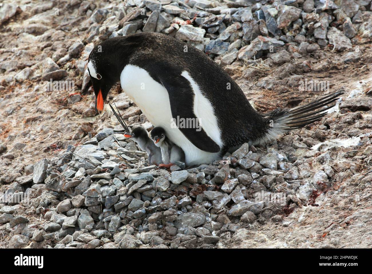 A Gentoo penguin and two young chicks in a rock nest on the coast of Neko Harbor, Antarctica. Stock Photo