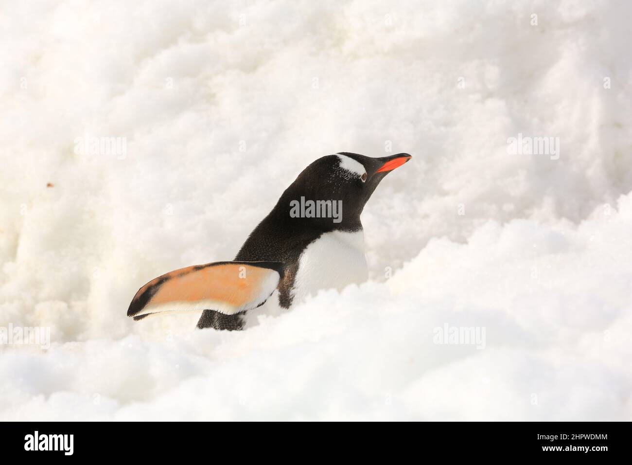 A clean Gentoo penguin heading up the trench walkway leading up to the nesting colony on Antarctica opposite Neko Harbor. Stock Photo