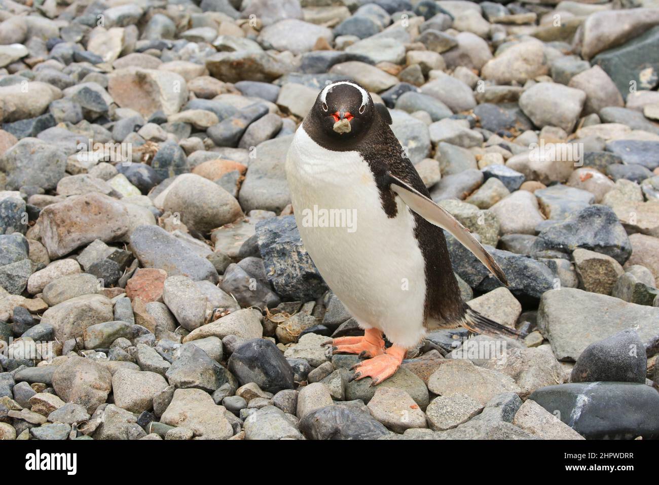 A Gentoo penguin colony on Cuverville Island, Antarctica, is carrying a stone in its beak for nest building. Stock Photo
