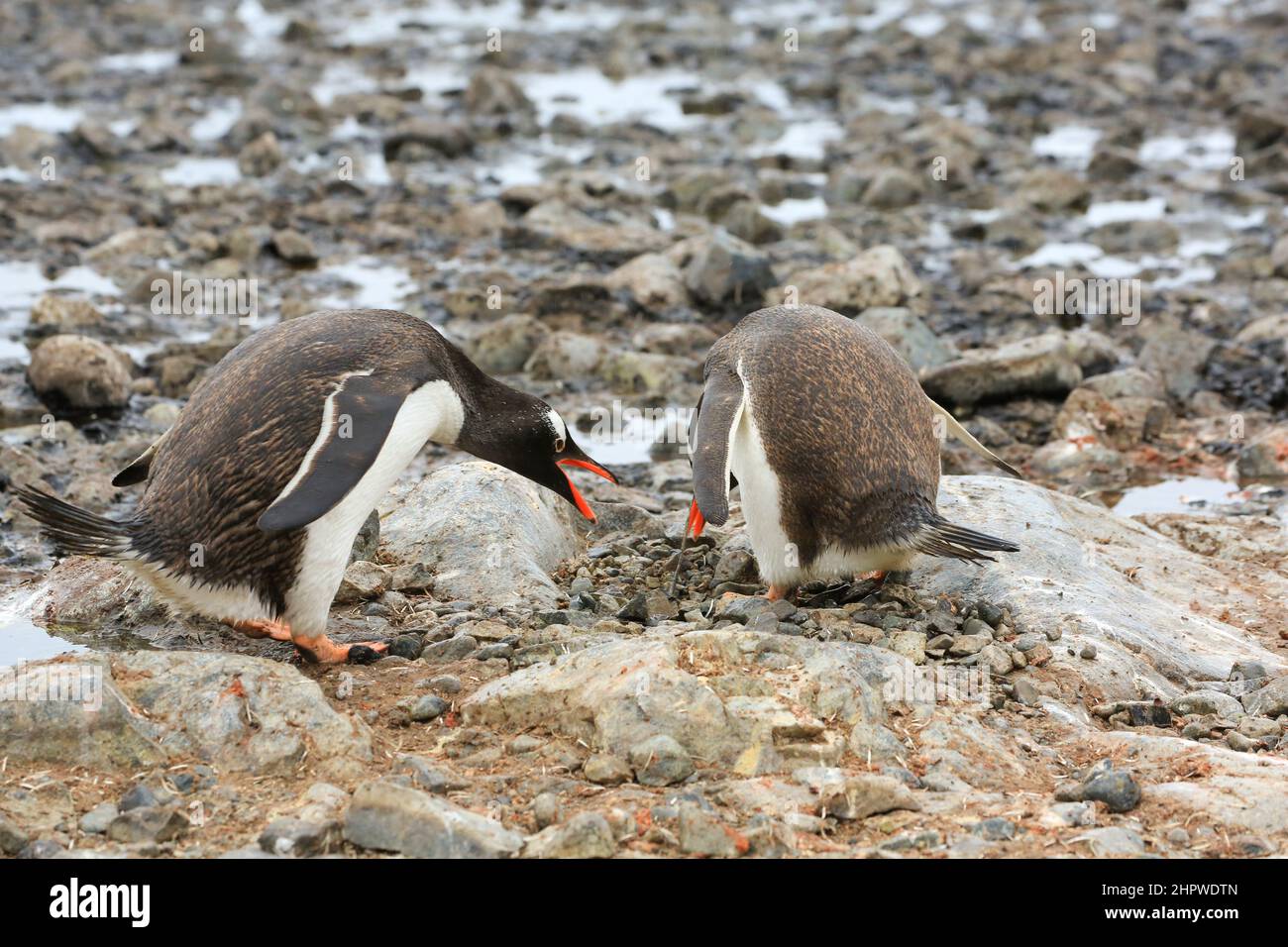 At a Gentoo penguin colony on Cuverville Island, Antarctica, two penguins are starting to build a nest, dropping the first stones in place. Stock Photo