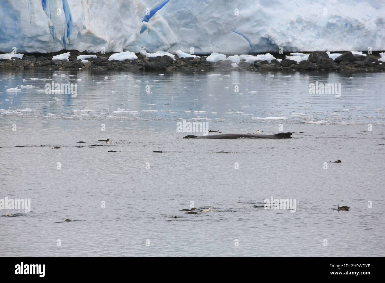 A humpback whale swimming next to Gentoo penguins in the passage east of Lemaire Island, Antarctica. Stock Photo
