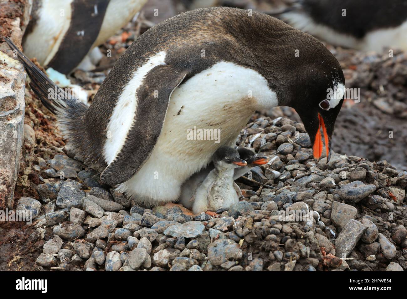 A Gentoo penguin has just finished feeding one of her two chicks at the González Videla Station (Chilean Base) in Antarctica. Stock Photo