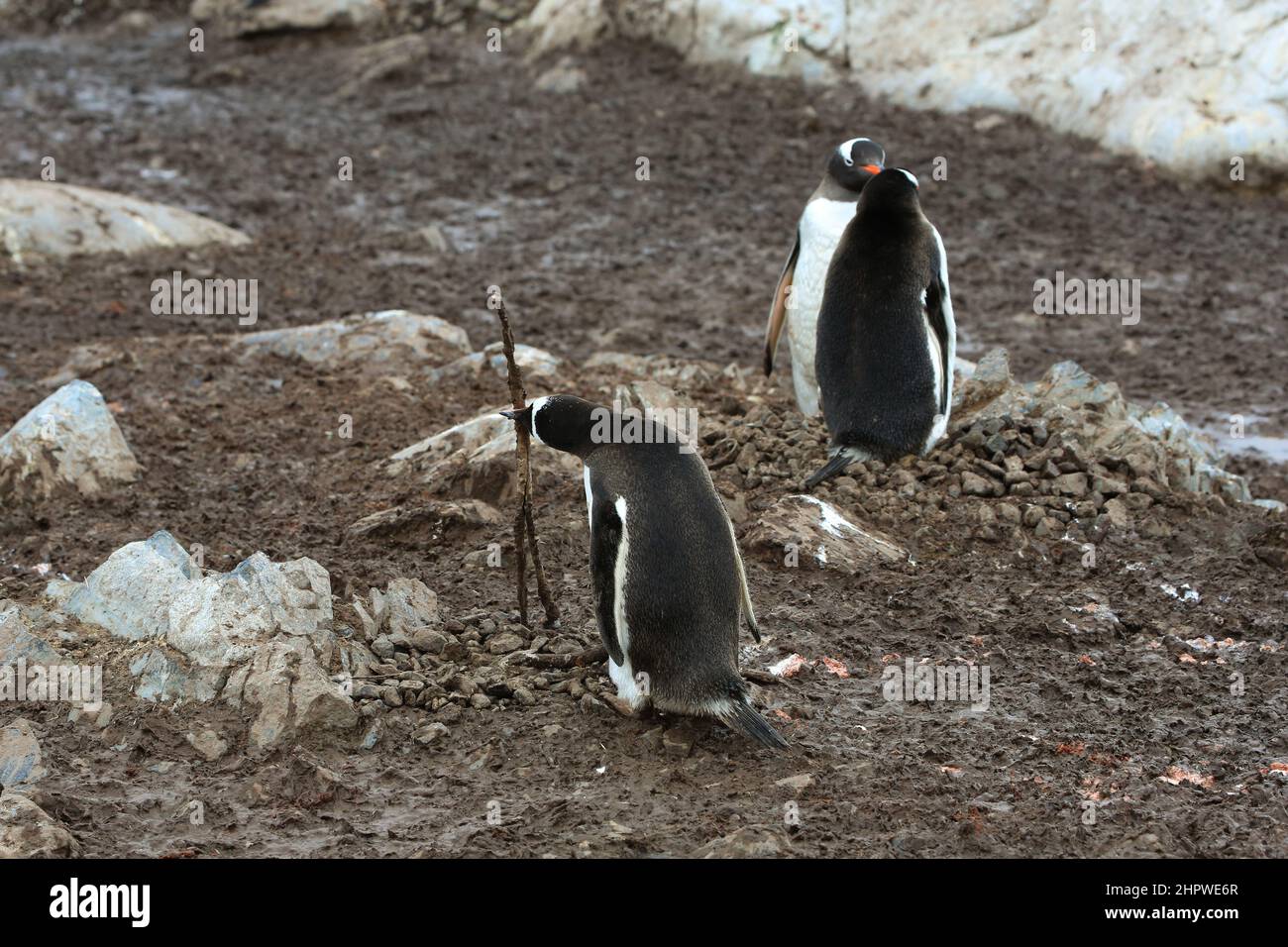 A Gentoo penguin is using a wood stick to build its nest at the González Videla Station (Chilean Base) in Antarctica. Stock Photo