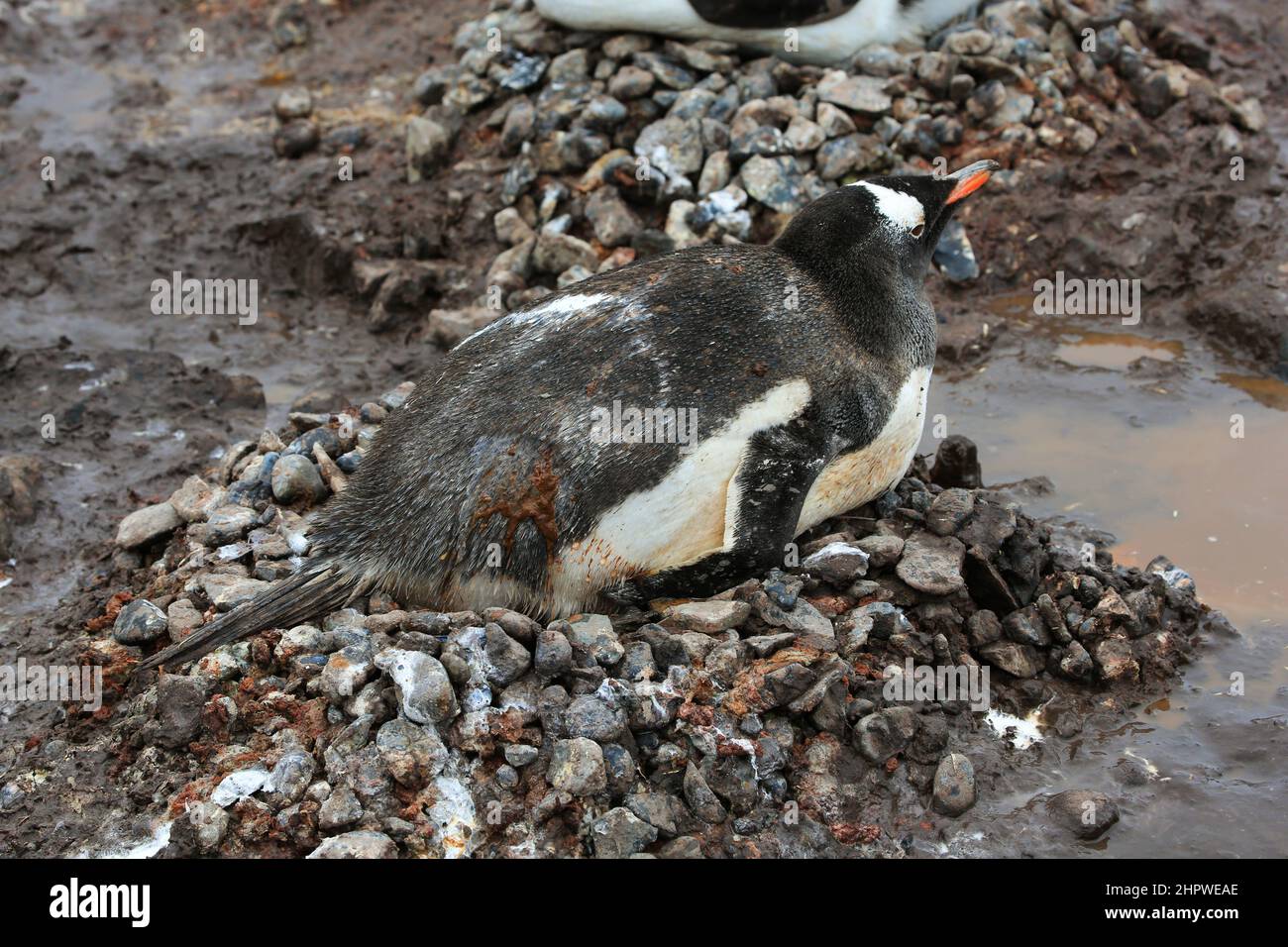 A Gentoo penguin has been hit with excrement while sitting on its nest  at the González Videla Station (Chilean Base) in Antarctica. Stock Photo