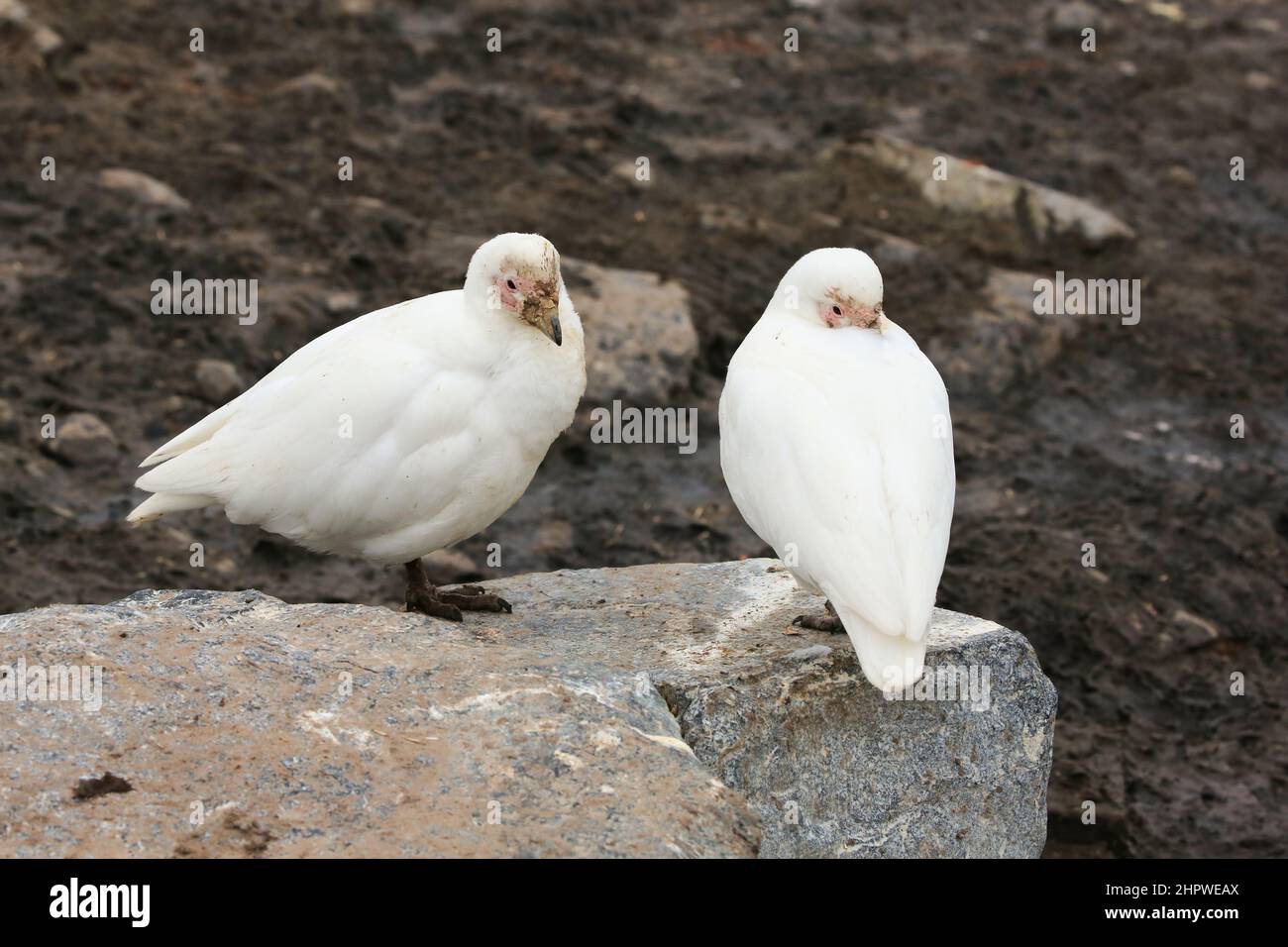 Two snowy sheathbill birds at  at the González Videla Station (Chilean Base) in Antarctica, are disgusting birds that will eat just about anything. Stock Photo