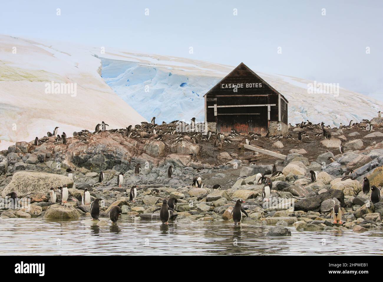Gentoo penguins near the boat house at the González Videla Station (Chilean Base) in Antarctica. Stock Photo