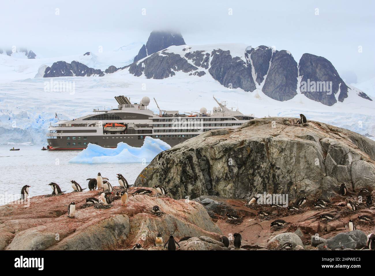 Gentoo penguins nesting on the rocky shoreline of Petermann Island, Antarctica, with the Le Boreal cruise ship and mountains in the background. Stock Photo