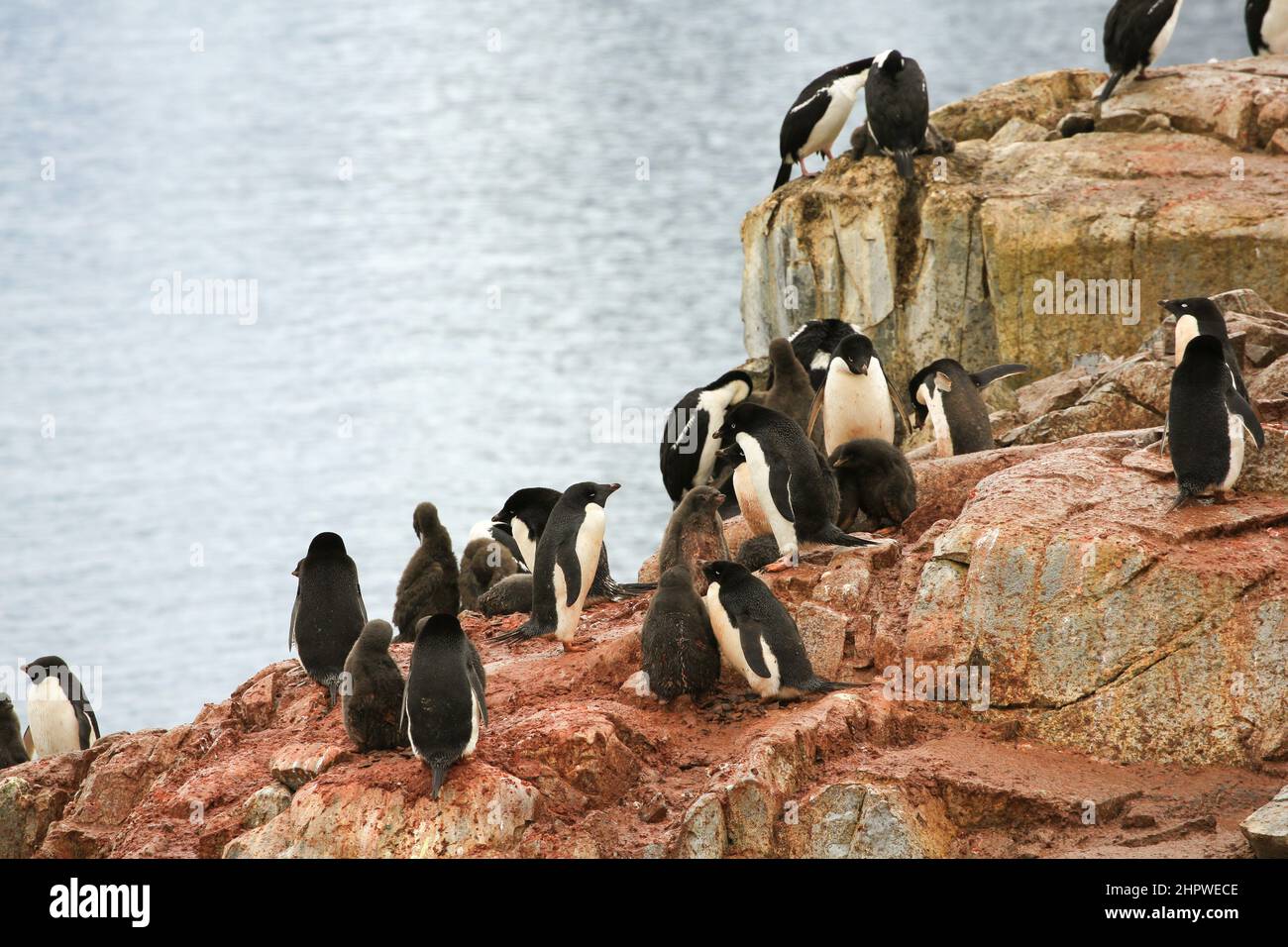 Adélie penguins and their chicks nesting on the rocky shoreline of  Petermann Island, Antarctica. Stock Photo