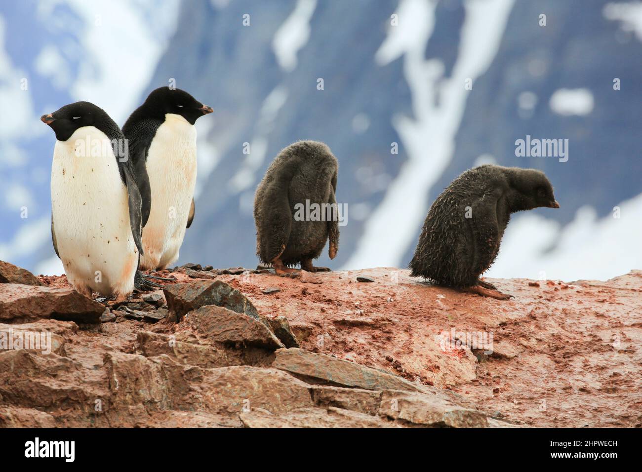 Adélie penguins and their two chicks nesting on the rocky shoreline of  Petermann Island, Antarctica with mountains in the background. Stock Photo