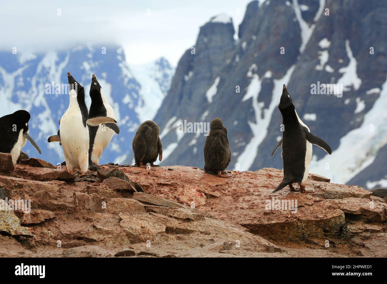 Adélie penguins, heads up, and their two chicks nesting on the rocky shoreline of  Petermann Island, Antarctica with mountains in the background. Stock Photo