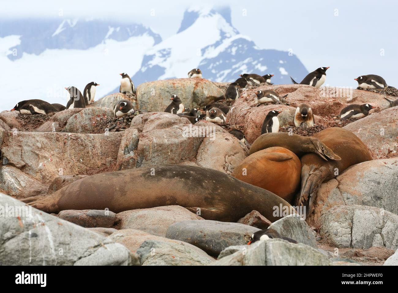 Baby elephant seals and Gentoo penguins on the rocky coast of Petermann Island, Antarctica. Stock Photo