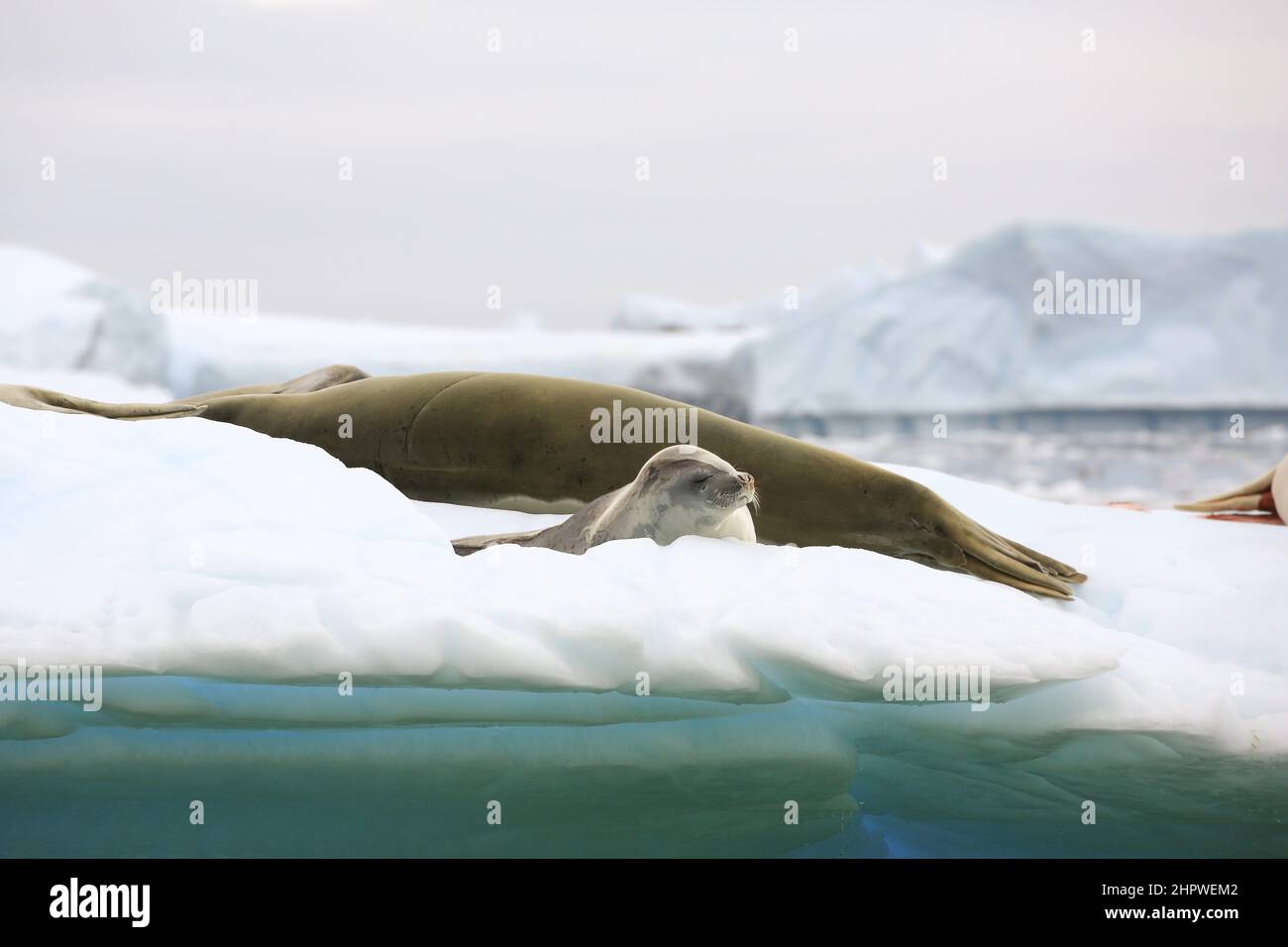 Seals on the ice near Vernadsky Research Base, Galindes Island,  Antarctica. Stock Photo
