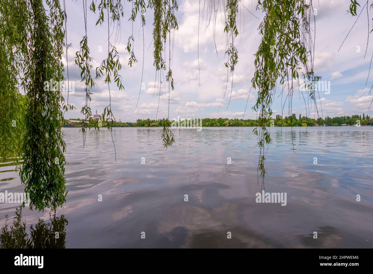 Lake with weeping willow branches hanging over the surface of the water ...