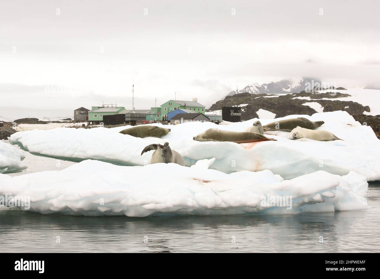 Seals on the ice near Vernadsky Research Base, Galindes Island,  Antarctica. Stock Photo