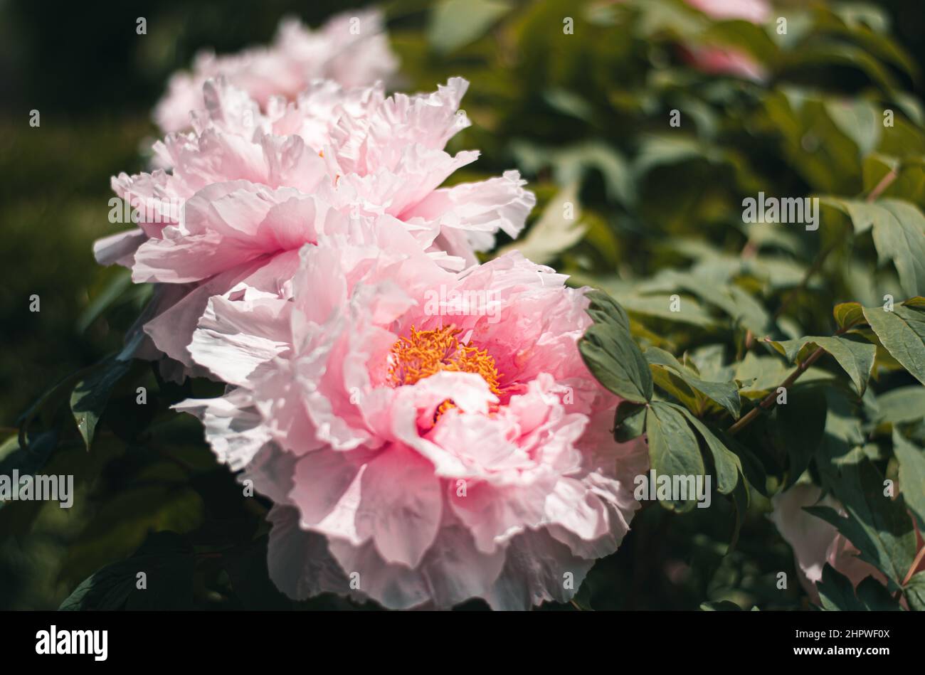 A close up photo of two pink flowers in a bush Stock Photo