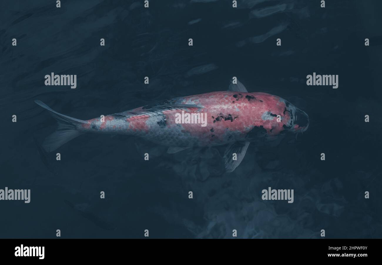 Orange and white Koi fish swimming in a dark pond Stock Photo Alamy