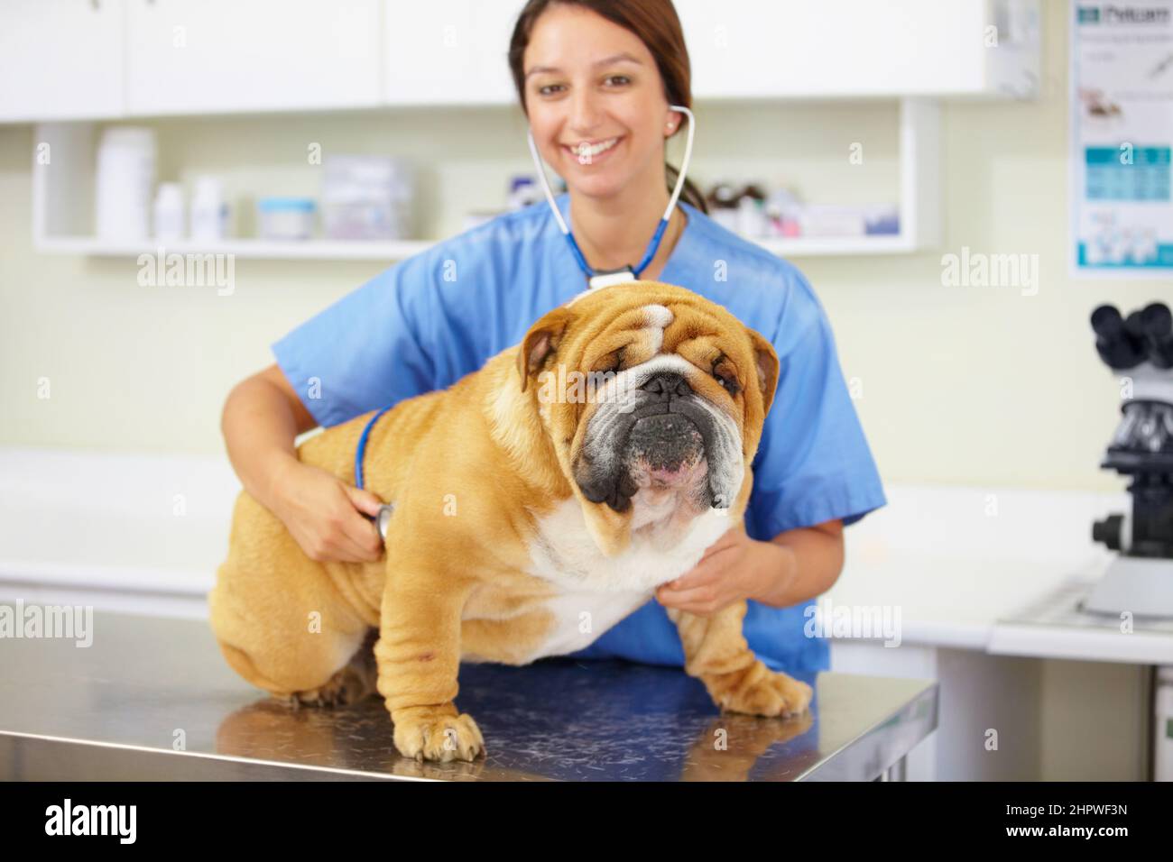 Hes a big healthy boy. Portrait of a young vet examining a large bulldog sitting on an examination table. Stock Photo