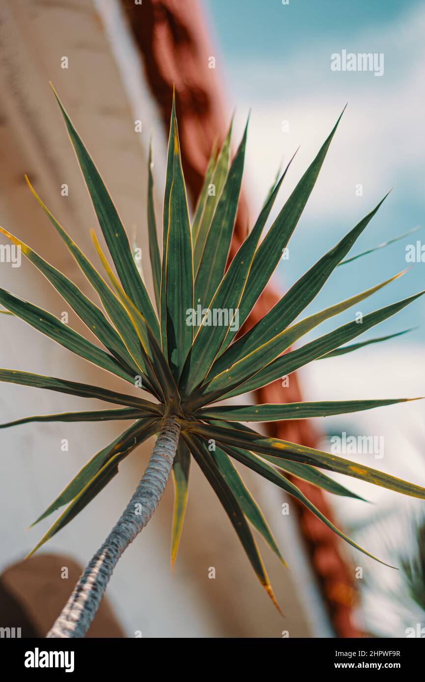 Vertical close up photo of a lush tropical plant Stock Photo - Alamy