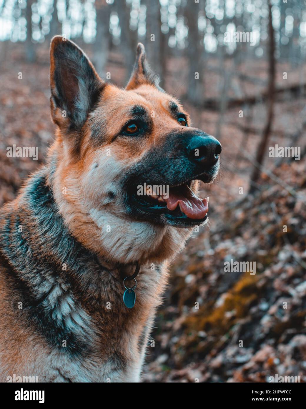 Dog mobile wallpaper hi-res stock photography and images - Alamy Dog mobile wallpaper hi-res stock photography and images - Alamy