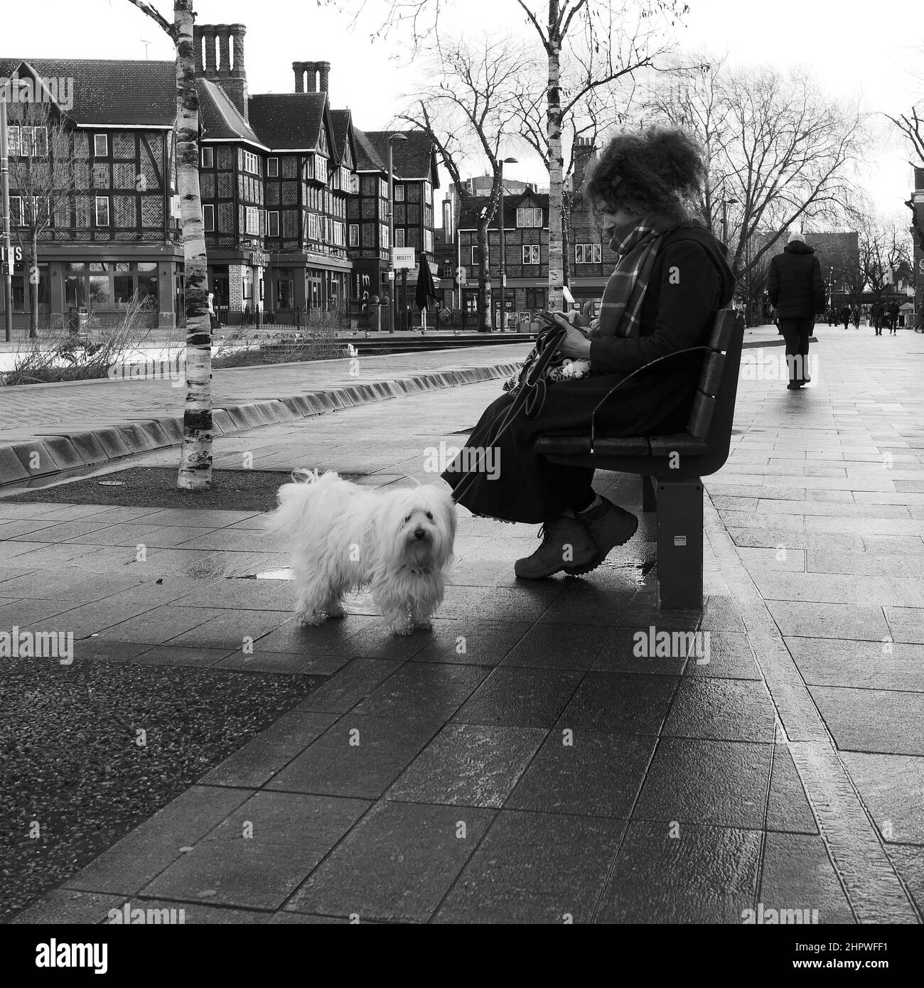 Elegant lady with scarf sat on a bench in winter in Watford High Street checking phone with a shaggy dog on a lead. Watford, Hertfordshire. Stock Photo