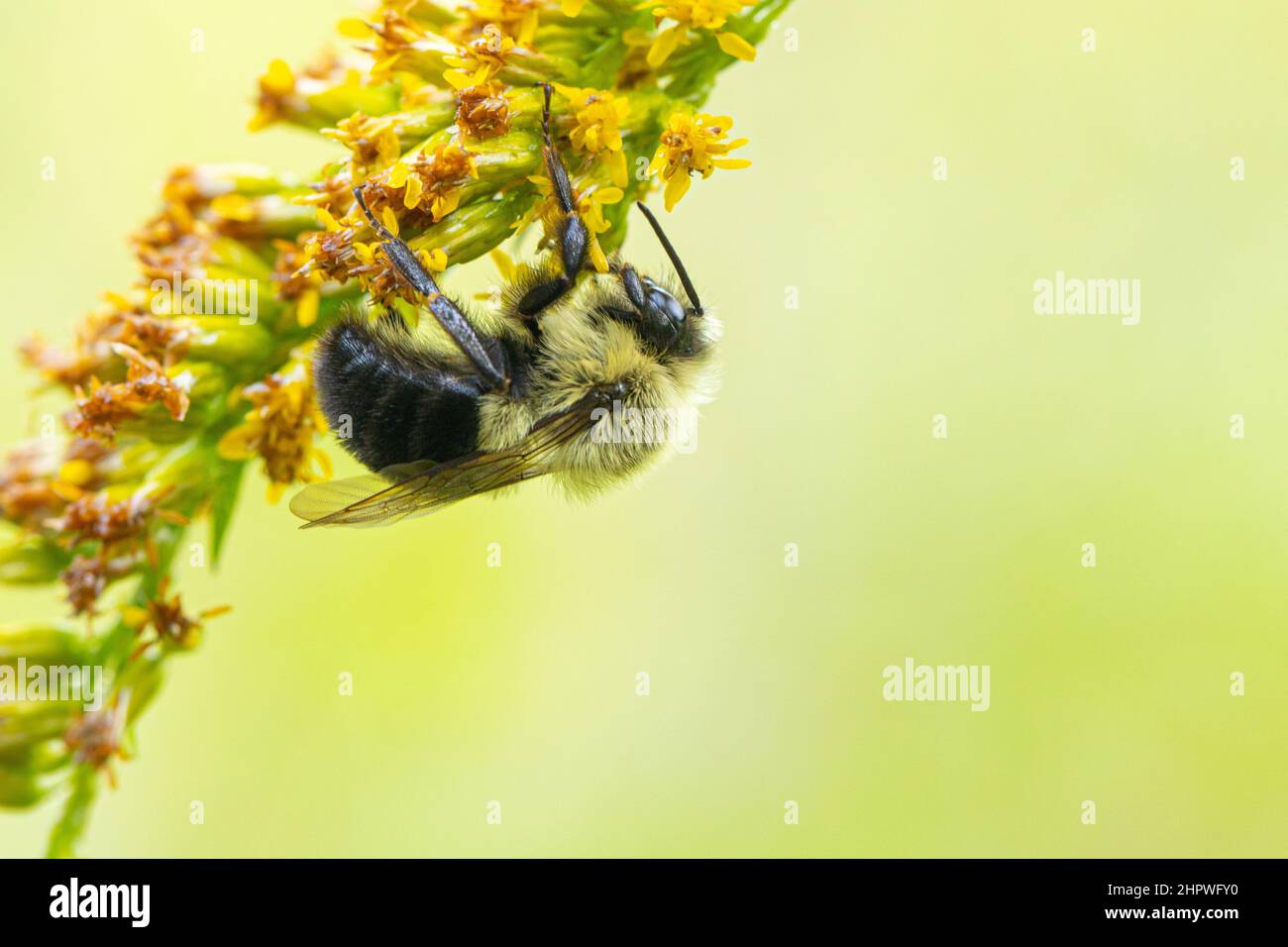 Extreme close up of a Common Eastern Bumble Bee climbing a branch of yellow flowers Stock Photo