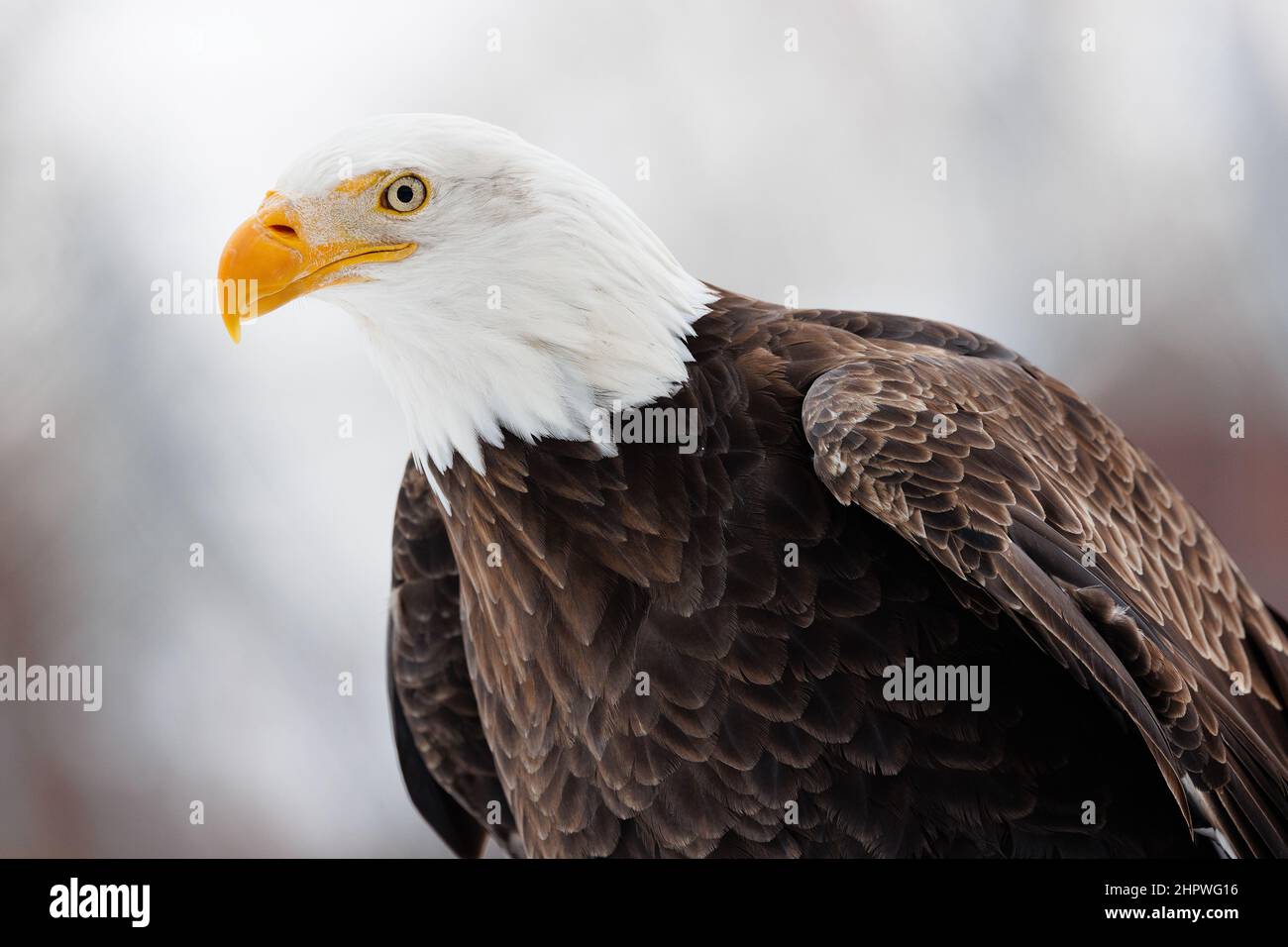 Close up profile of an American Bald Eagle Stock Photo