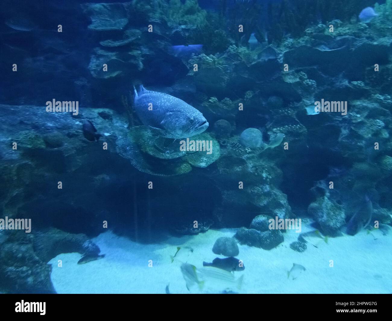 Closeup shot of a giant grouper swimming in the water Stock Photo