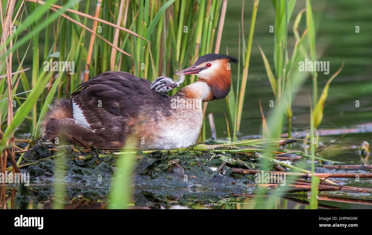 Chick on the back of its colorful Great grebe mother in the lake Stock Photo