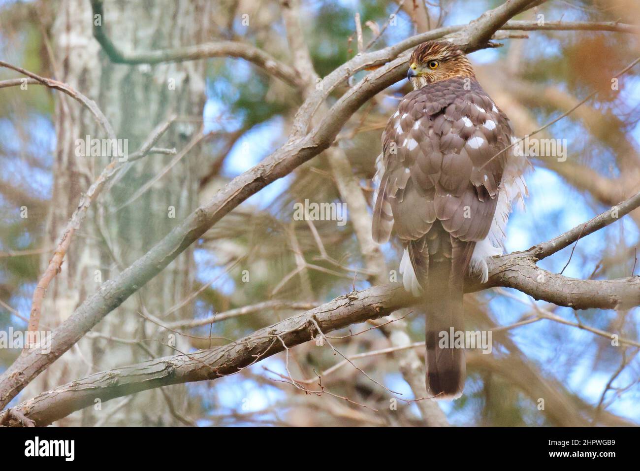 Selective of a little sparrowhawk (Accipiter minullus) on a branch