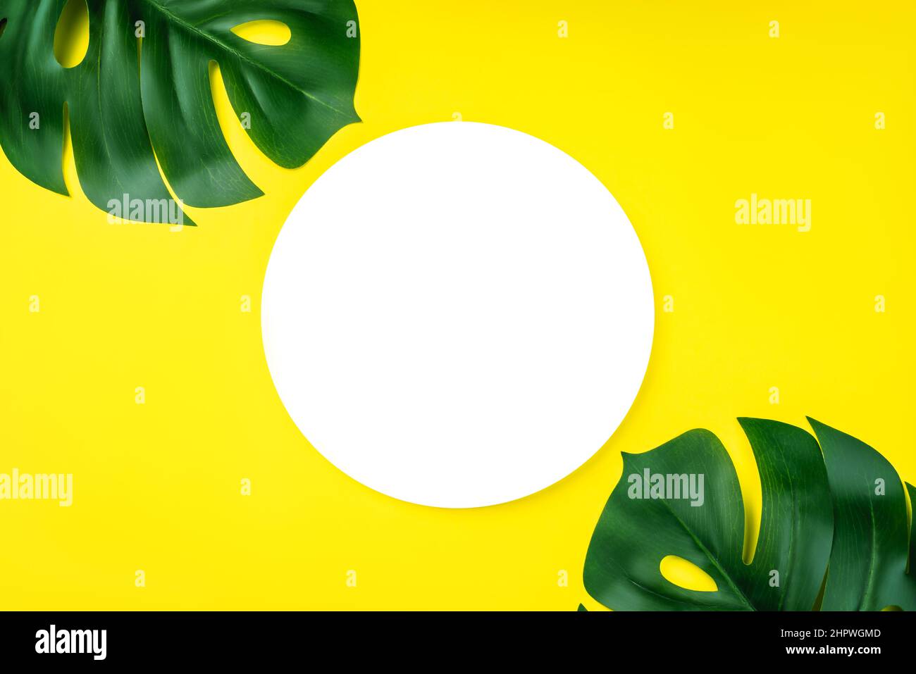 Leaves on a yellow background and a white circle for text. Copy space