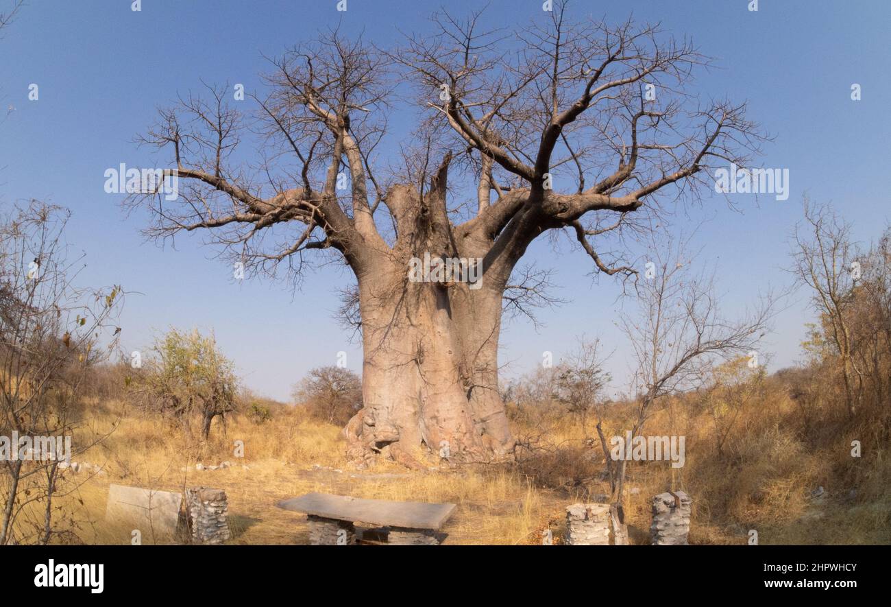 Huge single baobab tree standing in it's natural habitat in Namibia, Africa Stock Photo