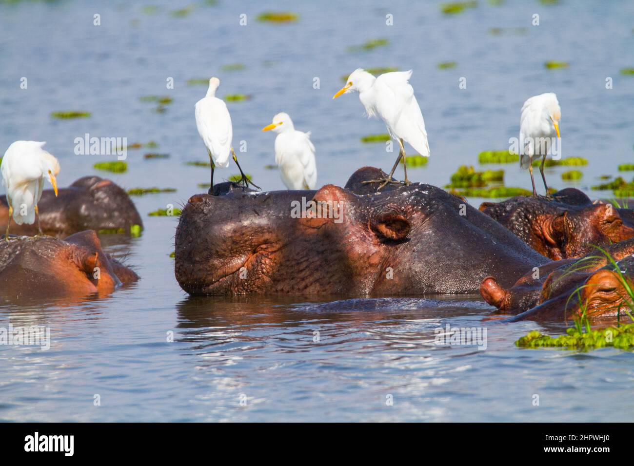 Group of hippos on Lake Victoria in Uganda Cattle egret stand on their backs  And flying around Stock Photo