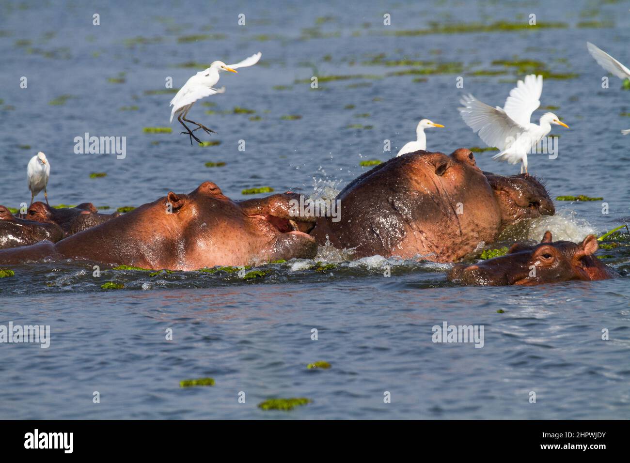 Group of hippos on Lake Victoria in Uganda Cattle egret stand on their backs  And flying around Stock Photo