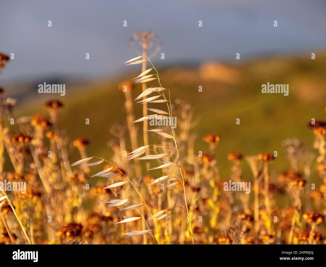 Yellow grass sprig with yellow fynbos flowers which are out of focus. Location: Ceres, South Africa Stock Photo