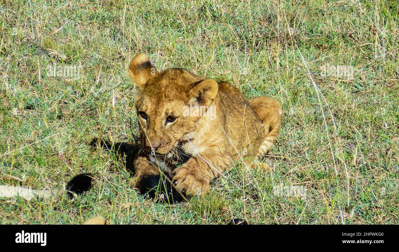baby lions in Masai Mara National Park, Kenya Stock Photo