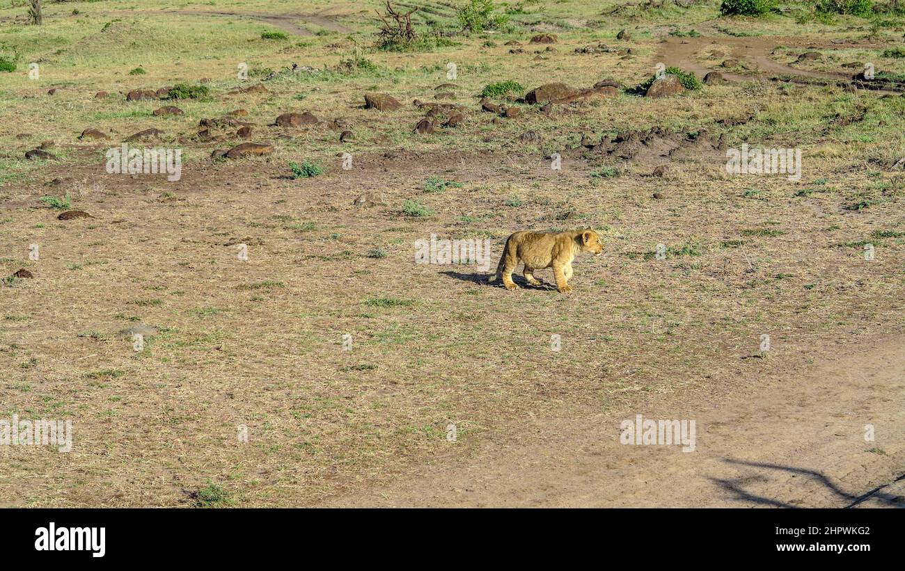 Africa. Kenia. lion in Masai Mara National Park Stock Photo - Alamy