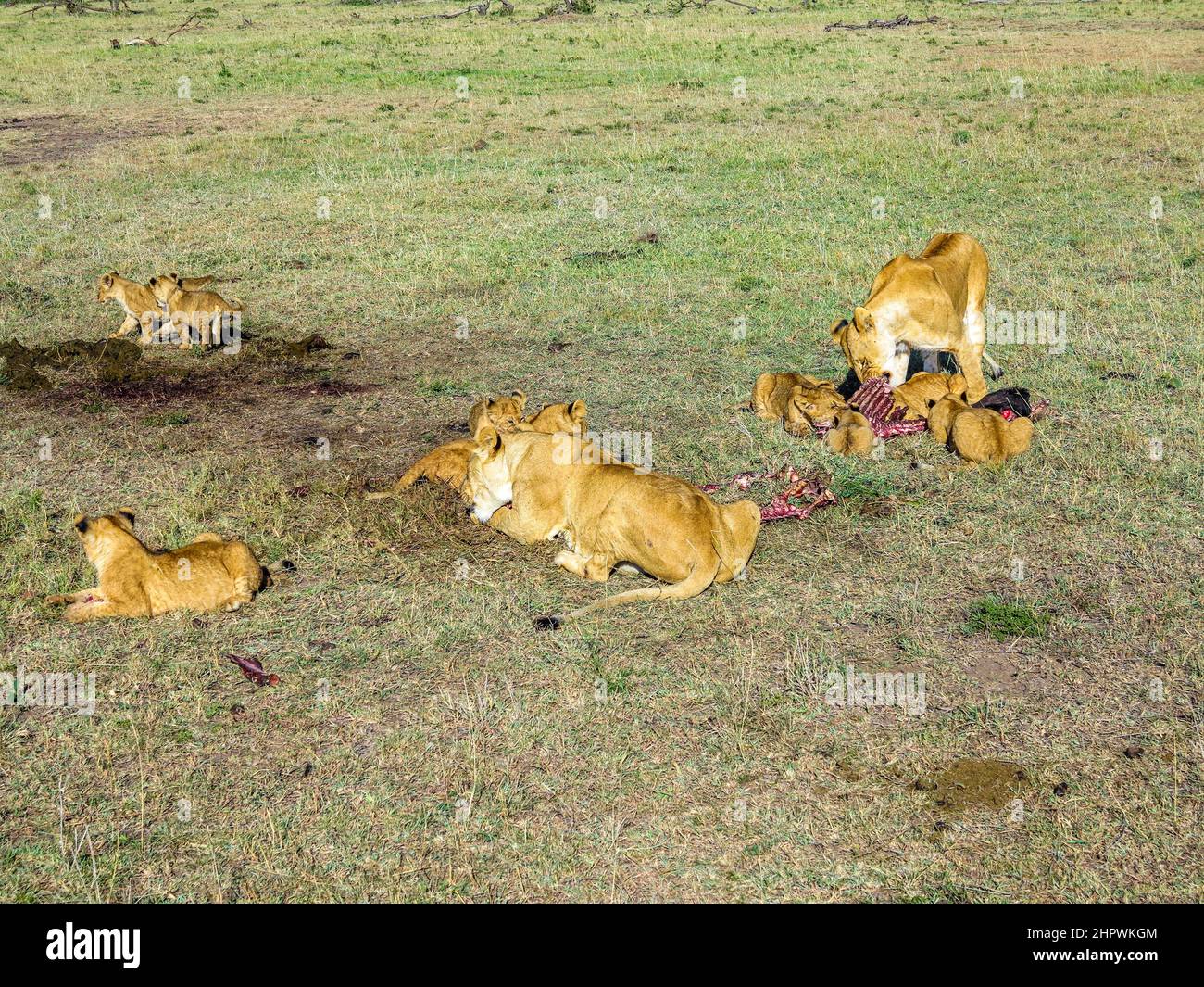 Lions masai mara hi-res stock photography and images - Alamy
