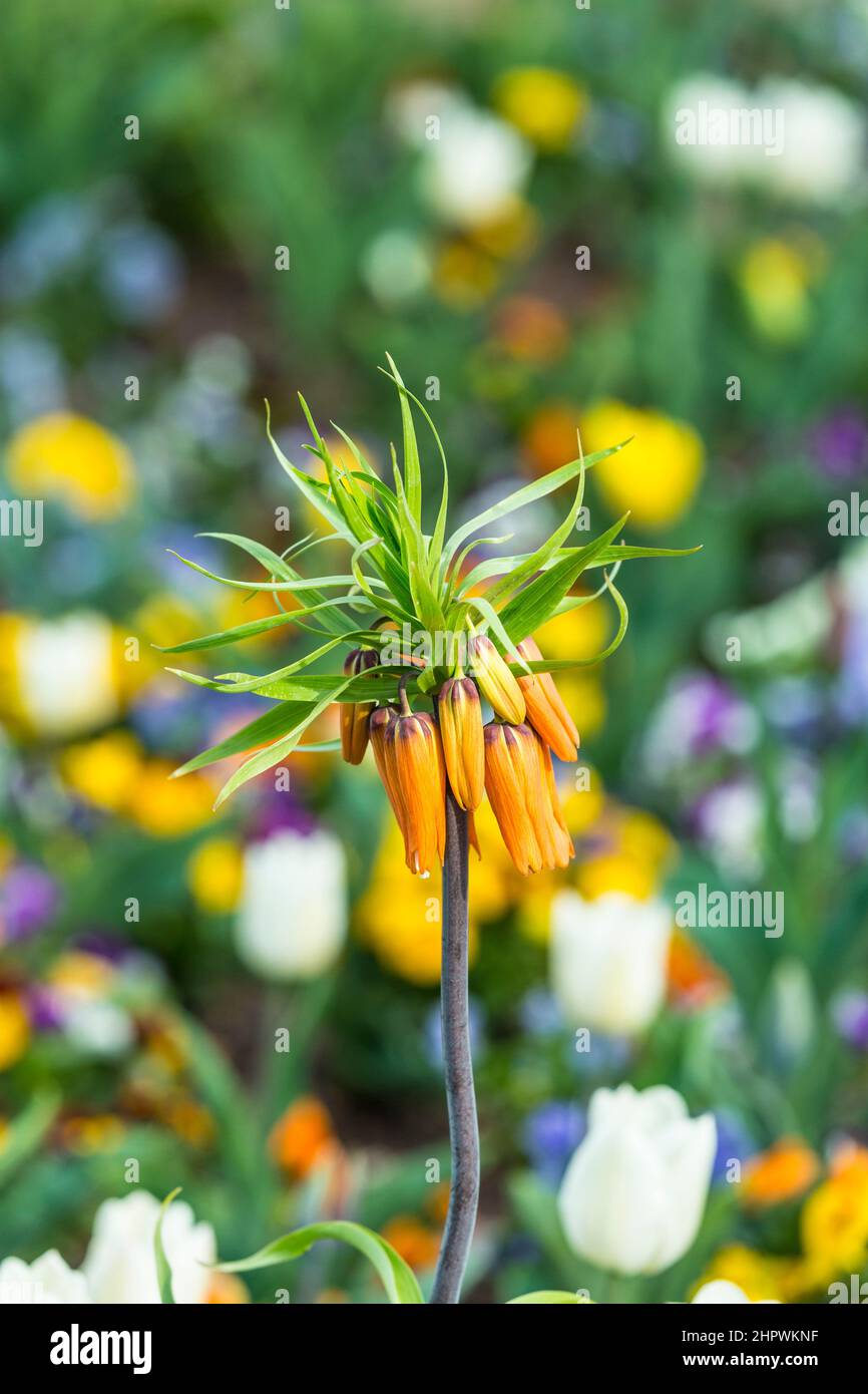 Exotic orange flower on green field Stock Photo
