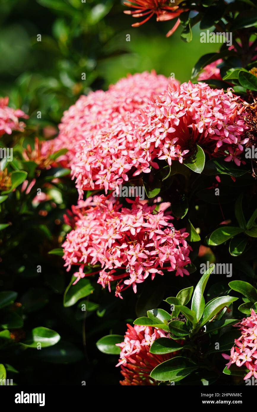 West Indian jasmine (also called ixora, jungle flame, jungle geranium, cruz de Malta) with a natural background Stock Photo