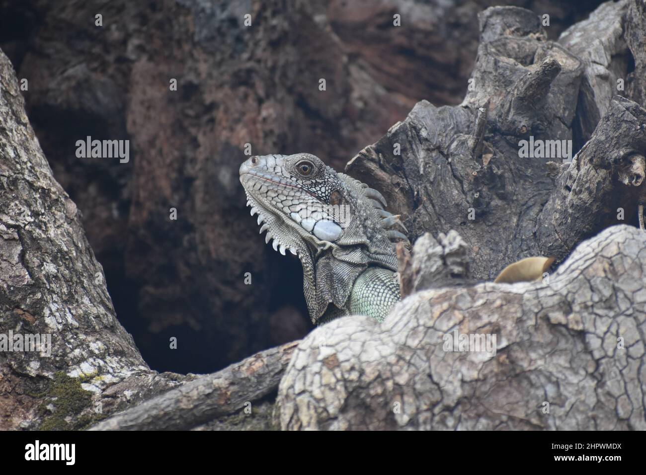 Iguana on a samaan tree bark in St. Augustine, Trinidad Stock Photo