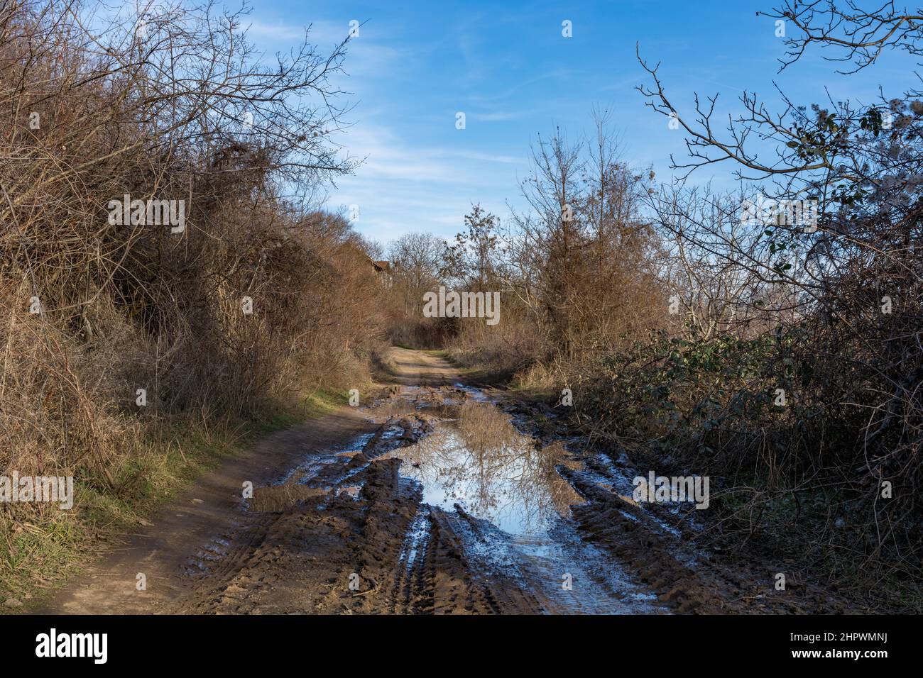 A country road with ruts and puddles, curbs overgrown with trees and bushes on a sunny spring day in the village Stock Photo