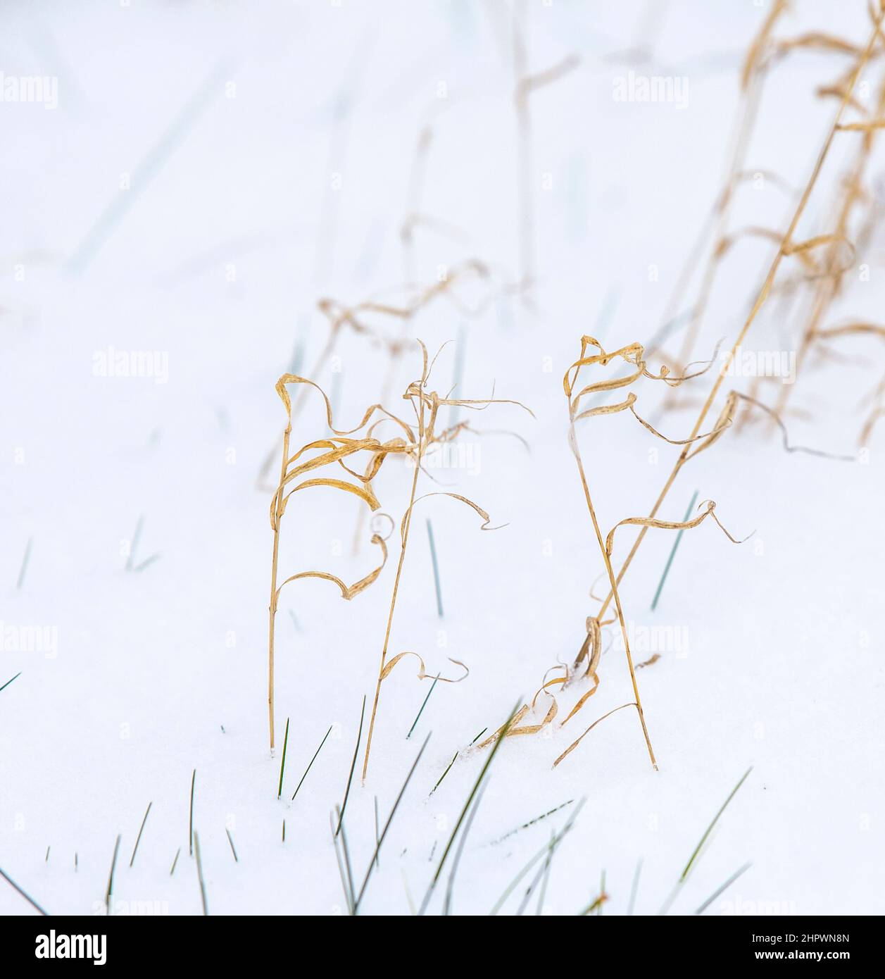 Fragile grass hi-res stock photography and images - Alamy